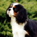 Maibee_Hamilton_of_Craigowl-1.jpg