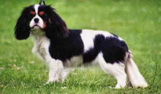 Maibee_Vienna_Of_Craigowl.jpg