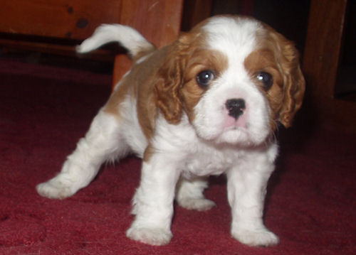 Maximus-2005.jpg