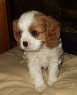 Molly-2004.jpg