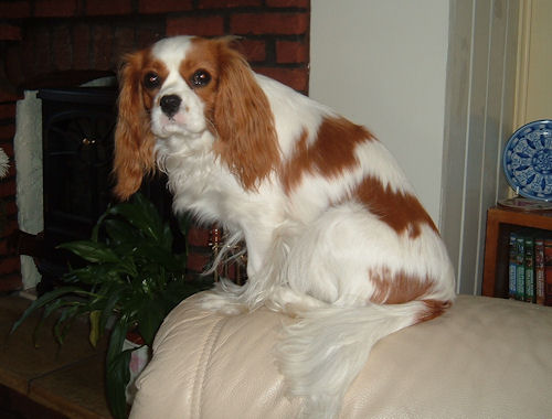 Molly-2005.jpg