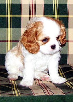 Ollie_Mar07.jpg