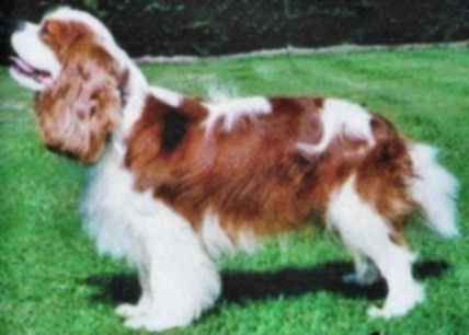 Pascavale_Spencer.jpg