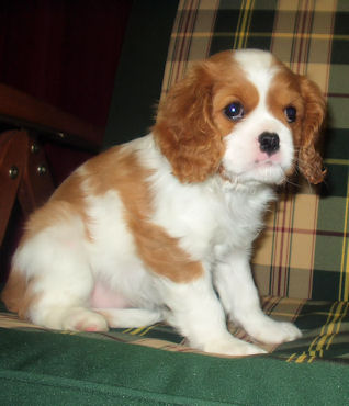 Poppy-2005.jpg