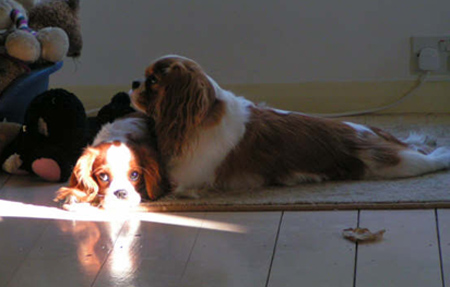 Poppy-Honey-Resting-2008.jpg