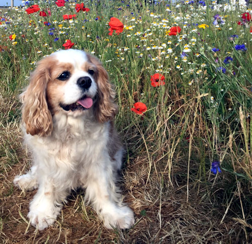 Poppy2-2023_06_18.jpg