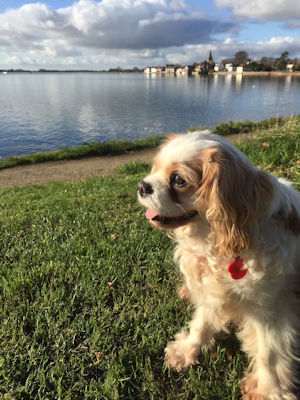 Poppy2-Bosham-2023_11_28.jpg