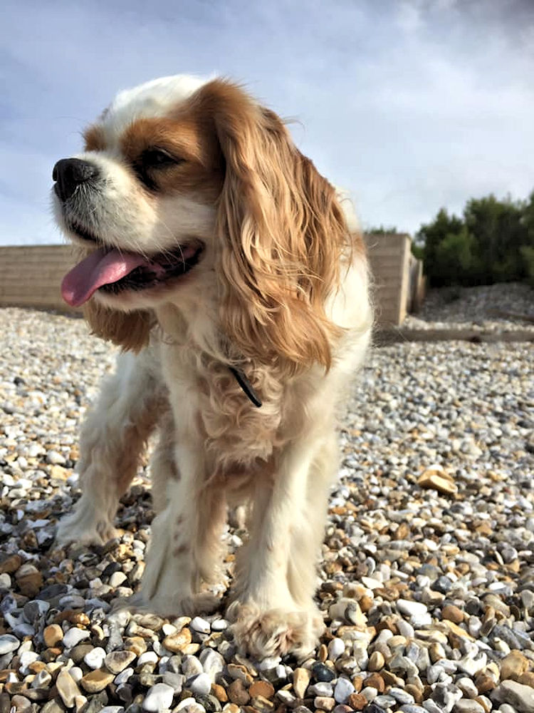 Poppy2-West_Wittering_Beach-Jun20.jpg