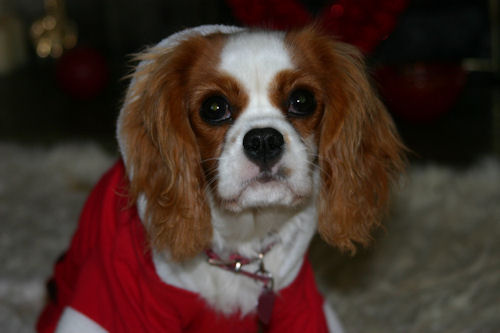 Poppy2-Xmas09.jpg