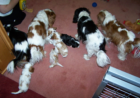 Puppy-Mayhem-1.jpg