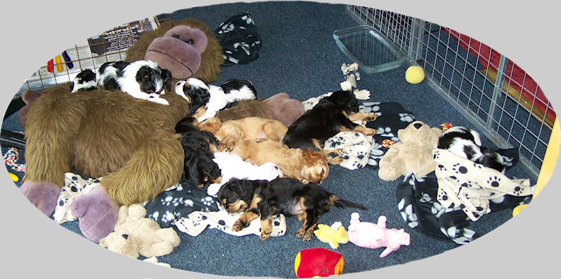 Ten puppies all asleep