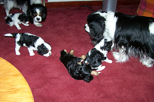 Puppy_Playtime_2011.jpg