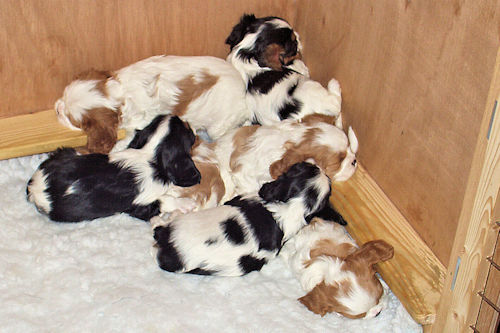 Puppy_Pyramid-2004_12_02.jpg