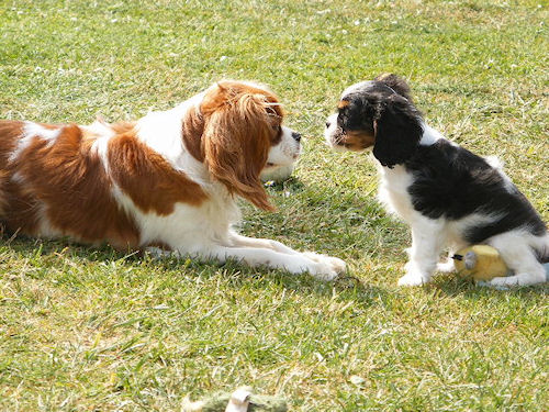 Mexican stand-off