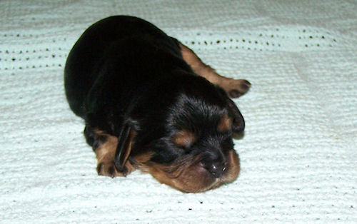 Riley_Day11.jpg