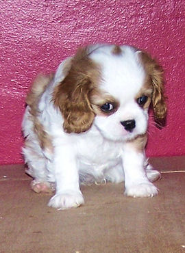 Rosie-Aug09.jpg