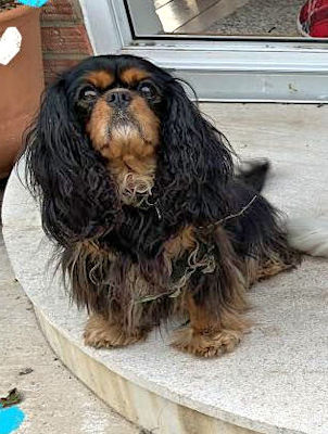 Rosie2-2020_06_06.jpg