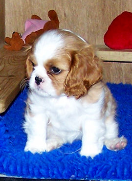 Ruby-Aug09.jpg