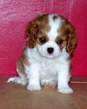 Sadie-Aug09.jpg