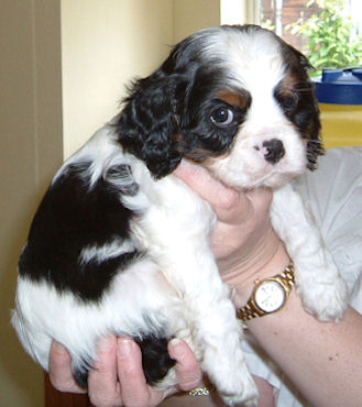 Sasha-2004.jpg