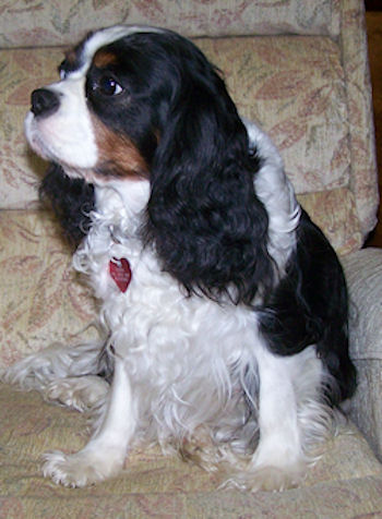 Sasha-2009_11.jpg