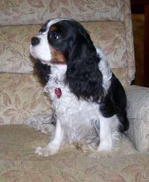 Sasha-Dec09.jpg