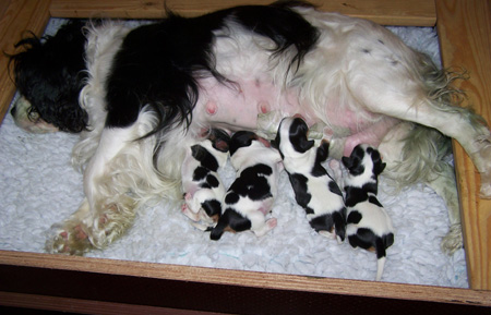 Sasha-Litter3-Day2.jpg