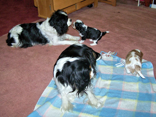 Sasha-Lucy-Bailey-Charlie2-2008_01_05.jpg