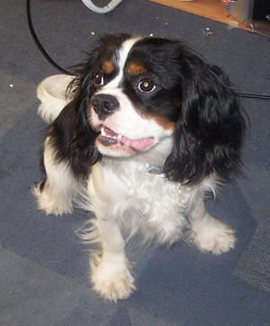 Sizzles_Oct-2008-1.jpg