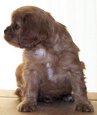 Stan-Portrait.jpg