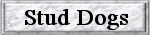Link to the Stud Dogs Page