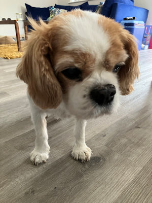 Teddy1-2025_05_08.jpg