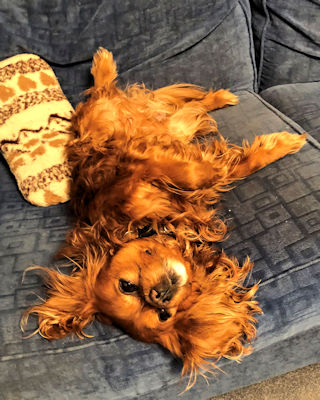 Teddy2-2019_05_14.jpg