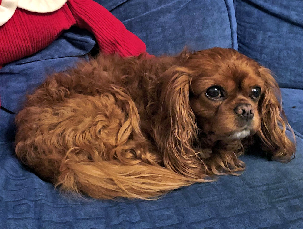 Teddy2-2019_12_21-2.jpg