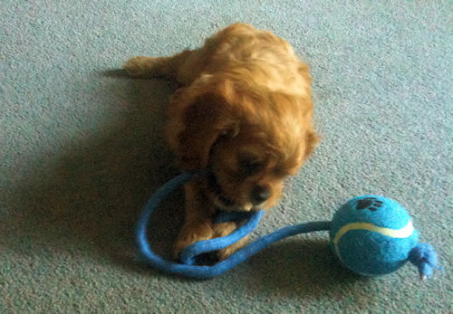 Teddy2_NewHome-1.jpg