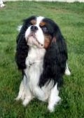 Underknoll_Muscatel_with_Faulklea-1.jpg