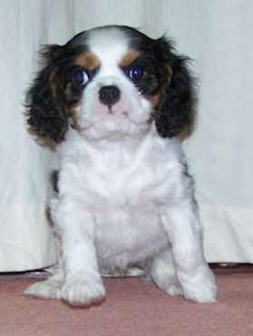 Willow-Feb09.jpg