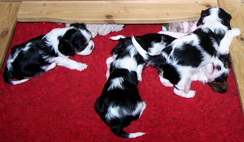 Willow-Litter2.jpg