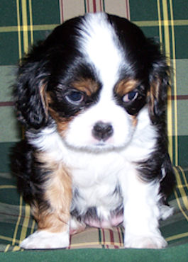 Zak-Puppy.jpg