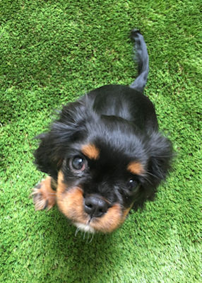 Ziggy-2017_08_30.jpg