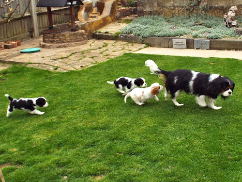 Ziva_Reuben_Charlie3-Garden_Chase-2.jpg